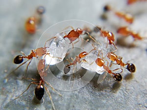 Ants ðŸœ Like Sugar